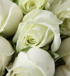 轻语 高档礼盒装鲜花 33枝白玫瑰,少量绿叶 鲜花